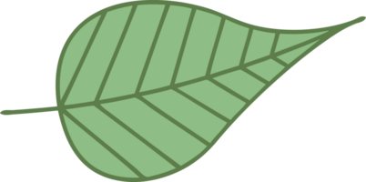 cute cartoon of a green leaf png