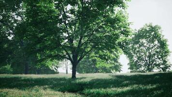 un' solitario albero in piedi alto nel un' lussureggiante verde campo video