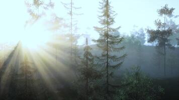 luz solar transmissão através a árvores dentro uma lindo floresta video