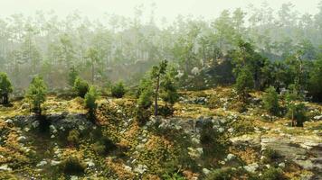 en frodig skog med höga träd och spridd stenar video