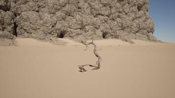 A lone tree in the middle of a desert video