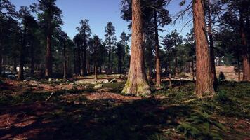 un denso bosque con alto arboles video