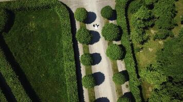 Beautiful couple of newlyweds walking in palace garden. Creative. Top view of newlyweds walking along alley in park. Palace Park with geometric paths and walking newlyweds photo