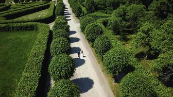 Beautiful couple of newlyweds walking in palace garden. Creative. Top view of newlyweds walking along alley in park. Palace Park with geometric paths and walking newlyweds photo