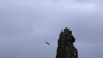 parte superior de largo acantilado con Gaviotas acortar. gaviotas sentar en parte superior de acantilado en antecedentes nublado cielo. gaviotas mosca y sentar en pequeño rock en mar en nublado clima foto