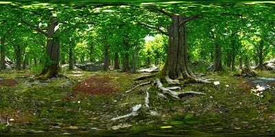 ein heiter Reise durch das zauberhaft Wald Überdachung video