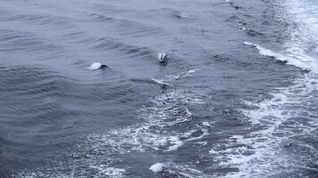 Beautiful sea surface with dolphin fins. Clip. Surface of open ocean with swimming dolphins in cloudy weather. Fins of swimming dolphins above surface of blue sea photo