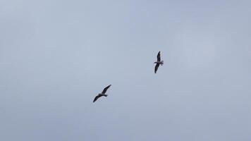 hermosa ver desde abajo de volador Gaviota en cielo. acortar. volador Gaviota en nublado cielo. hermosa vuelo de gratis Gaviota en mar en antecedentes nublado cielo foto