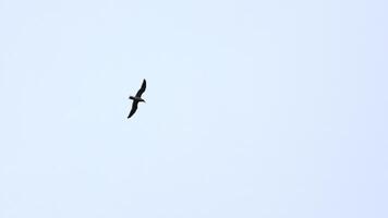 Beautiful view from below of flying seagull in sky. Clip. Flying seagull in cloudy sky. Beautiful flight of free seagull in sea on background cloudy sky photo