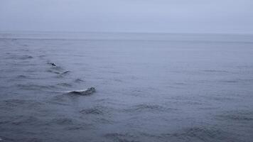 Beautiful sea surface with dolphin fins. Clip. Surface of open ocean with swimming dolphins in cloudy weather. Fins of swimming dolphins above surface of blue sea photo