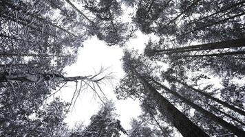 Dizzying view of winter trees. Media. Beautiful view from below of tree crowns in winter forest. Beautiful rotating view of treetops in winter photo