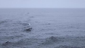 Blue sea with waves and swimming dolphins. Clip. Wild dolphins swimming in open sea in cloudy weather. Exciting sight of swimming dolphins on ocean surface photo