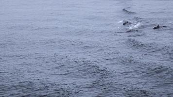 azul mar con olas y nadando delfines acortar. salvaje delfines nadando en abierto mar en nublado clima. emocionante visión de nadando delfines en Oceano superficie foto