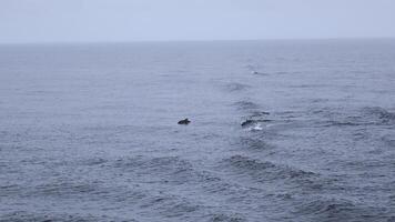 Blue sea with waves and swimming dolphins. Clip. Wild dolphins swimming in open sea in cloudy weather. Exciting sight of swimming dolphins on ocean surface photo