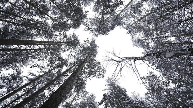Dizzying view of winter trees. Media. Beautiful view from below of tree crowns in winter forest. Beautiful rotating view of treetops in winter photo