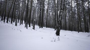ver de invierno bosque con cámara vueltas medios de comunicación. de la cámara ver alrededor usted en invierno bosque. cámara rotación en salvaje bosque en invierno día foto