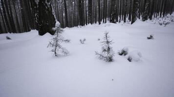 Rotating camera around in winter forest. Media. Circular view around you in wild winter forest. Rotating view of snowdrifts in winter forest photo