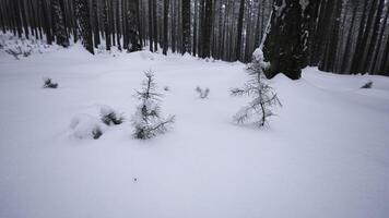 Rotating camera around in winter forest. Media. Circular view around you in wild winter forest. Rotating view of snowdrifts in winter forest photo