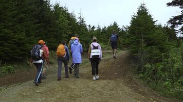 Tourists climb road in green forest area. Clip. Group of people is walking along road among green fir trees. Hikers travel in group on road in wooded area on cloudy day photo