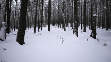 hermosa bucear dentro invierno bosque. medios de comunicación. vídeo caminar en calma invierno bosque. hermosa salvaje bosque con nieve en invierno día foto