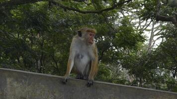 hermosa rojo monos en tropical parque. acción. salvaje monos en excursionismo caminos en selva. hermosa juguetón monos en tropical lugares foto