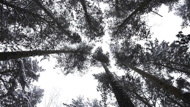 Dizzying view of winter trees. Media. Beautiful view from below of tree crowns in winter forest. Beautiful rotating view of treetops in winter photo