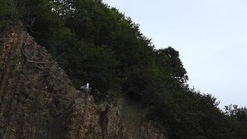 Seagull is sitting on rock with green bushes. Clip. Seagull sits on sheer cliff on background of green vegetation on cloudy day. Seagull on rock with forest on coast photo