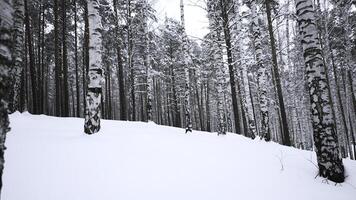 Beautiful landscape with birch trees in winter forest. Media. Winter forest with birch trees and pure snow. Beautiful forest with birch trees and soothing effect on winter day photo