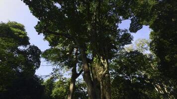 Beautiful trees in tropical park on sunny day. Action. Tree trunks in tropical green park on sunny day. Well-maintained park in tropical climate photo