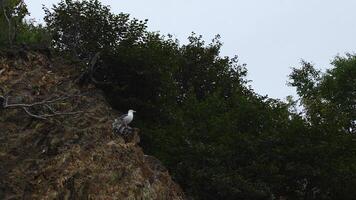 Seagull is sitting on rock with green bushes. Clip. Seagull sits on sheer cliff on background of green vegetation on cloudy day. Seagull on rock with forest on coast photo