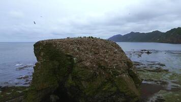 Beautiful rock in sea with seagulls. Clip. Sea rock with seagulls on background of coast on cloudy day. Top view of seascape of northern coast with rocks on cloudy summer day photo