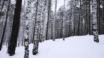 Beautiful landscape with birch trees in winter forest. Media. Winter forest with birch trees and pure snow. Beautiful forest with birch trees and soothing effect on winter day photo