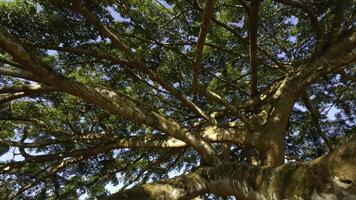 Lots of tree branches in park. Action. Tropical trees in tourist park on sunny summer day. Beautiful branches of tropical trees in park photo