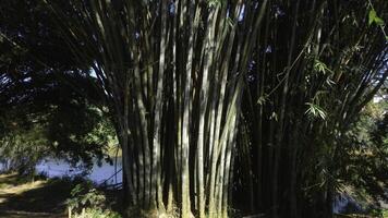 Lots of tree branches in park. Action. Tropical trees in tourist park on sunny summer day. Beautiful branches of tropical trees in park photo