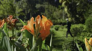 Beautiful flowers on background of gardener in park. Action. Bright flowers in well-maintained tourist park. Beautiful botanical landscape of park with flowers on sunny summer day photo