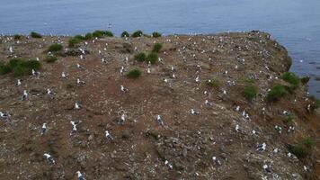 A lot of seagulls on sea rock. Clip. Top view of cinematic shooting of wildlife of coast. Zoology with seagulls on coast photo