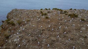 A lot of seagulls on sea rock. Clip. Top view of cinematic shooting of wildlife of coast. Zoology with seagulls on coast photo