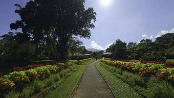 Beautiful path with neat colorful bushes. Action. Beautiful view of path with colorful bushes and bright greenery on sunny day. Beautiful park with flowers and bushes on sunny summer day photo