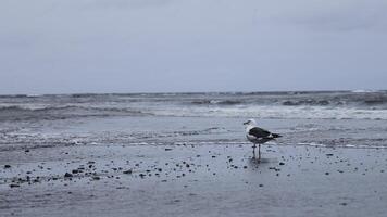 Beautiful view of seagull walking on sand on background of sea waves. Clip. Seagull walks along seashore with waves on cloudy day. Sea life of seagulls on shore photo