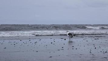 Seagull stands on seashore. Clip. Lonely seagull stands on seashore on cloudy day. Seagull stands on sand on background of sea waves photo