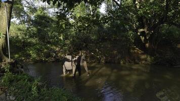 pequeño elefante en río. acción. bebé elefante es jugando en río en selva. pequeño elefante es jugando solo en río en selva foto