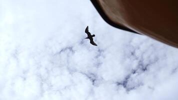 Flying seagulls at floating ship. Clip. View from below of flying seagulls in blue sky. Ship sails with flying seagulls in sky photo