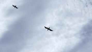 Sea gull flies in blue sky on sunny day. Clip. Beautiful sea gull flight in sky. Watching flight of sea gull on background beautiful sky photo