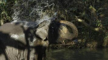 Elephant swims in river in jungle. Action. Baby elephant sprays himself with water with trunk in river. Baby elephant swims alone among tropical jungle with river photo