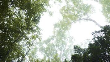 Bottom view of crowns of green trees against sky. Clip. Dense crown of trees and shrubs against sky. View from below of green trees of dense forest with cool fog photo