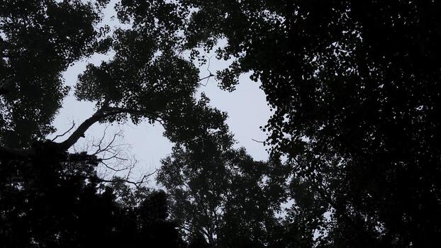 Bottom view of crowns of green trees against sky. Clip. Dense crown of trees and shrubs against sky. View from below of green trees of dense forest with cool fog photo