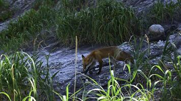 Red fox in grass. Clip. Red fox runs along stone slope with green grass. Shooting wildlife with red fox and tall green grass photo