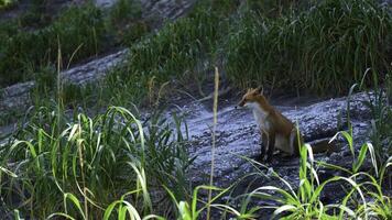 Red fox in grass. Clip. Red fox runs along stone slope with green grass. Shooting wildlife with red fox and tall green grass photo