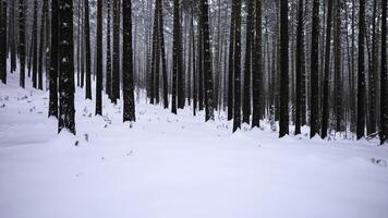 Pine forest in the snow. Media. Winter forest with snow covered trees and slowly falling snowflakes. photo