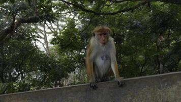 A wild monkey on a stone wall in Nepal Kathmandu, Asia. Action. Wild animals and green nature. photo